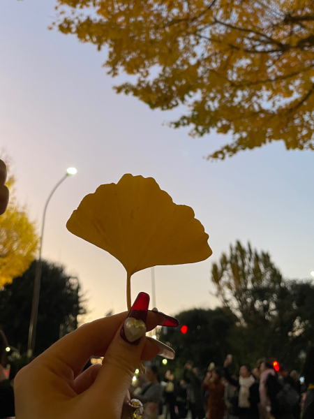 イチョウ並木を見に行きました♪